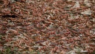 الجراد يغزو شرق أفريقيا - أرشيفية