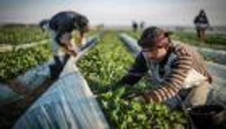 إسرائيل توقف استيراد المنتجات الزراعية من الفلسطينيين