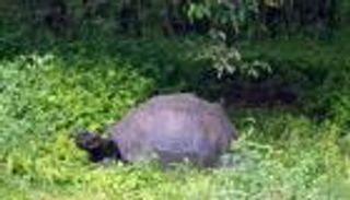 اكتشاف سلحفاة عملاقة في جالاباجوس.. خبر يسعد العلماء