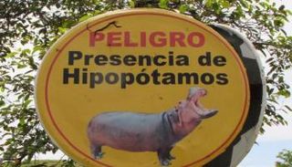 أفراس النهر التي اقتناها إيسكوبار تضر بالبيئة الآن