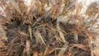 غزو الجراد يهدد الصومال بأزمة غذائية حادة