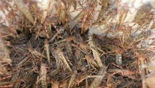 الجراد يغزو الصومال - أرشيفية