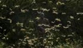 الجراد.. دورة حياة حشرة مدمرة