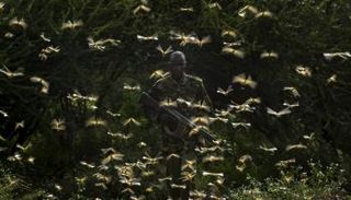 الجراد يجتاح كثيرا من دول شرق أفريقيا 