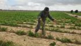 الاحتلال يفسد محاصيل غزة بمبيدات سامة