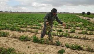 مجموع مساحة الأراضي الزراعية التي تضررت محاصيلها بلغ أكثر من 2000 دونم