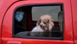 خوفاً من "كورونا".. آلاف الحيوانات "المتروكة" في الصين تواجه الموت