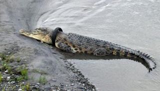 تمساح علق حول رقبته إطار