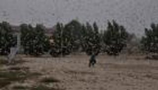360 مليار حشرة.. هجوم غير مسبوق للجراد على باكستان