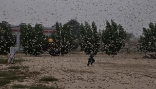 الجراد يغزو باكستان والحكومة تعلن حالة الطوارئ