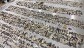 ضبط شحنة من زعانف القرش بمليون دولار في ميامي