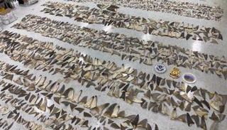 زعانف أسماك القرش التي تمت مصادرتها