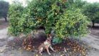 الكلاب تكتشف بكتيريا "اخضرار الحمضيات" أسرع من المختبر