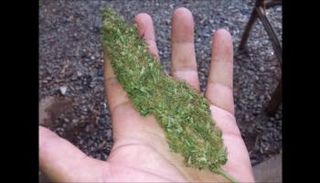 المقبوض عليه متهم بزراعة نباتات تسبب الإدمان - أرشيفية