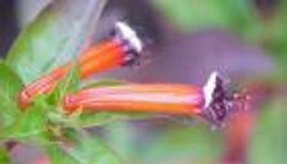 "السيجار" لعلاج قرحة المعدة