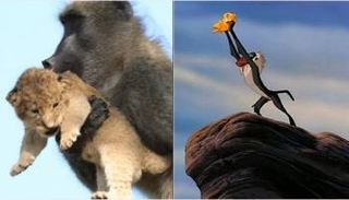 القرد يحمل الشبل على طريقة 