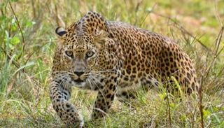 فهد يقتل طفلة أمام منزلها في نيبال