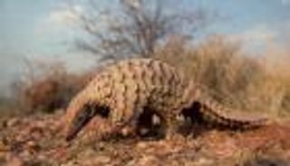 ليست الخفافيش.. تعرف على المتسبب في "كورونا"