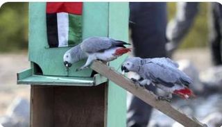 الطيور في حدائق أبوظبي 