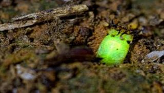 الخنافس المضيئة تواجه مخاطر عدة منها الأضواء الاصطناعية