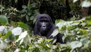 الغوريلا الجبلية