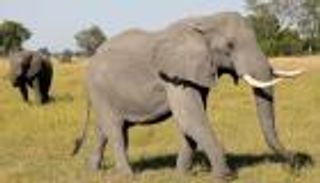 غضب دولي من مزاد "قتل الفيلة" في بوتسوانا