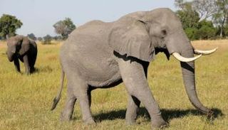 بوتسوانا أصدرت تراخيص لقتل 272 فيلا