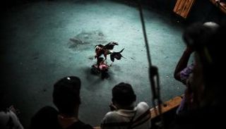 إحدى مباريات مصارعة الديوك