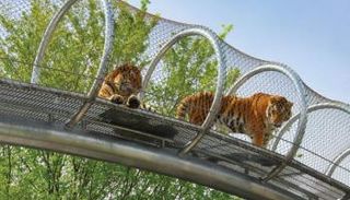 تجنب ملامسة الحيوانات يقي أطفالكم من الأمراض والعدوى- أرشيفية