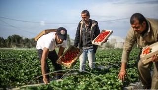 إسرائيل تواصل خنق اقتصاد فلسطين