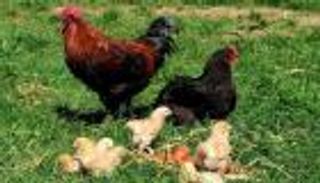 "الحرية للسردوك".. هاشتاق يجتاح الجزائر لإطلاق سراح ديك