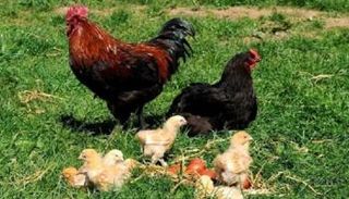 اعتقال ديك في الجزائر أزعج دبلوماسية إيطالية