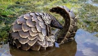 حيوان آكل النمل الحرشفي 