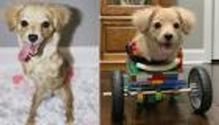 بقطع الليجو.. طفل يغيّر حياة كلب بلا قدمين