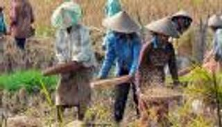 رغم نفوق 46 ألف خنزير.. مزارعون بإندونيسيا يرفضون الاستعانة بالماشية