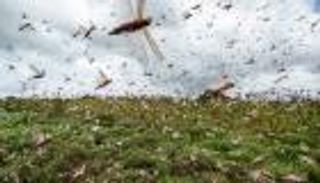 الأمم المتحدة تخصص 10 ملايين دولار لمحاربة الجراد.. وتدعو للتبرع