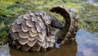 الصين تستعد لتعديل قوانين الحياة البرية بعد تفشي كورونا