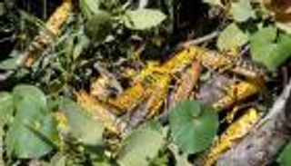 الجراد.. ليس كارثة الصومال الوحيدة