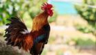 الشرطة الجزائرية تعلق على أزمة "الديك" لأول مرة