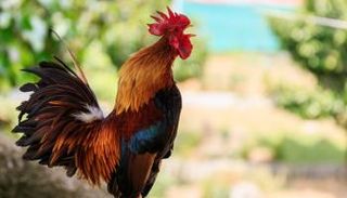 الأمن الجزائري يصدر بيانا بشأن أزمة الديك