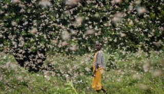 الجراد يجتاح شرق أفريقيا