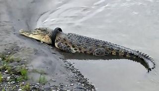 تمساح علق حول رقبته إطار 