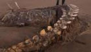 العاصفة "سيارا" تكشف عن "وحش بحري غريب" في اسكتلندا