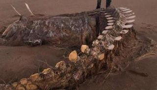 صورة متداولة على مواقع التواصل للهيكل العظمي