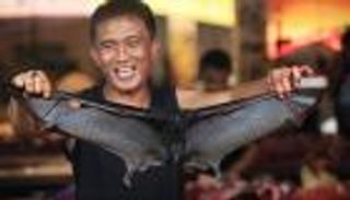 شعبية لحم الخفافيش تتحدى المخاوف من "كورونا"