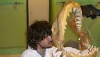 أسماك القرش الأبيض في البحر المتوسط تعود إلى 3.2 مليون عام