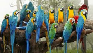 أعداد طيور الببغاء زادت في مدريد بمقدار الثلث خلال 3 سنوات