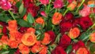 "فلانتين" إثيوبيا.. إقبال شبابي ومبادرة إنسانية في حب الجامعيات