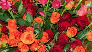 إقبال من الشباب الإثيوبي على شراء الزهور في عيد الحب