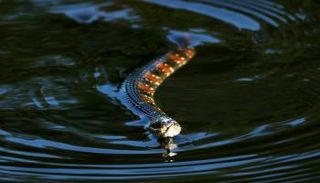 أفعى مائية في بونتي فيدرا بيتش في فلوريدا 